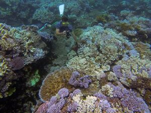 2015 epscorcoral2 1500 418x313 1