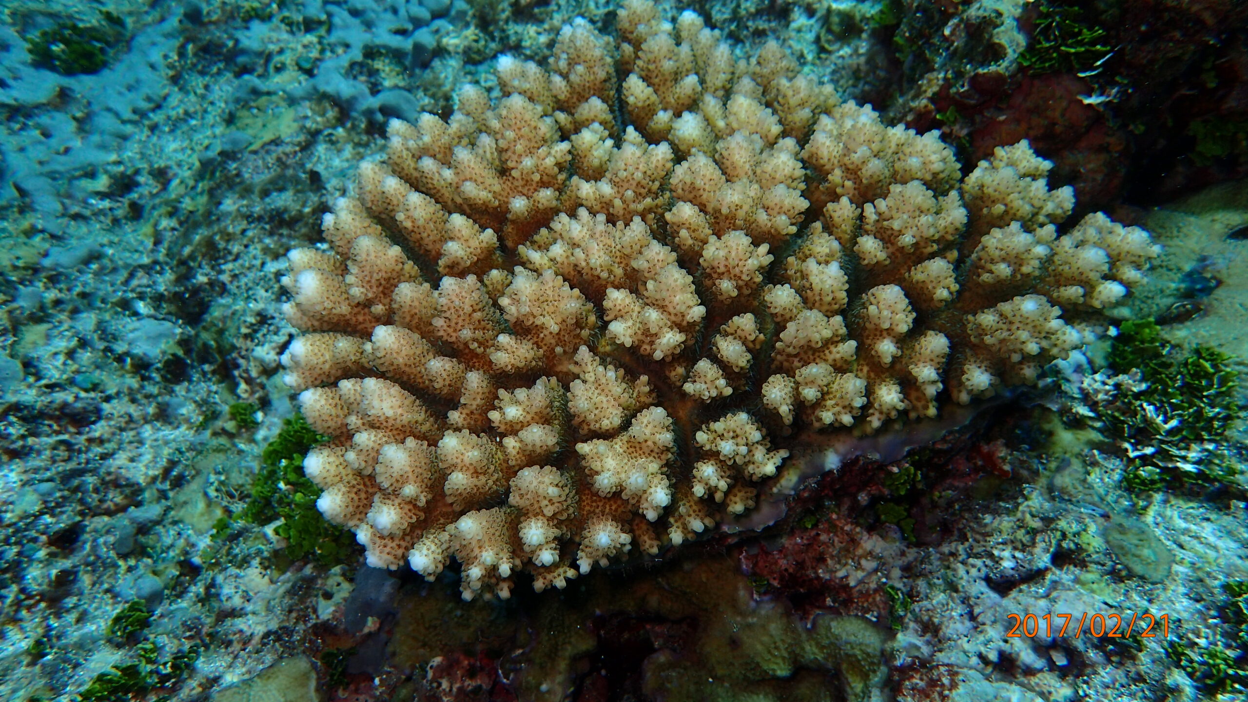 p2210128 t2 18ma scaled