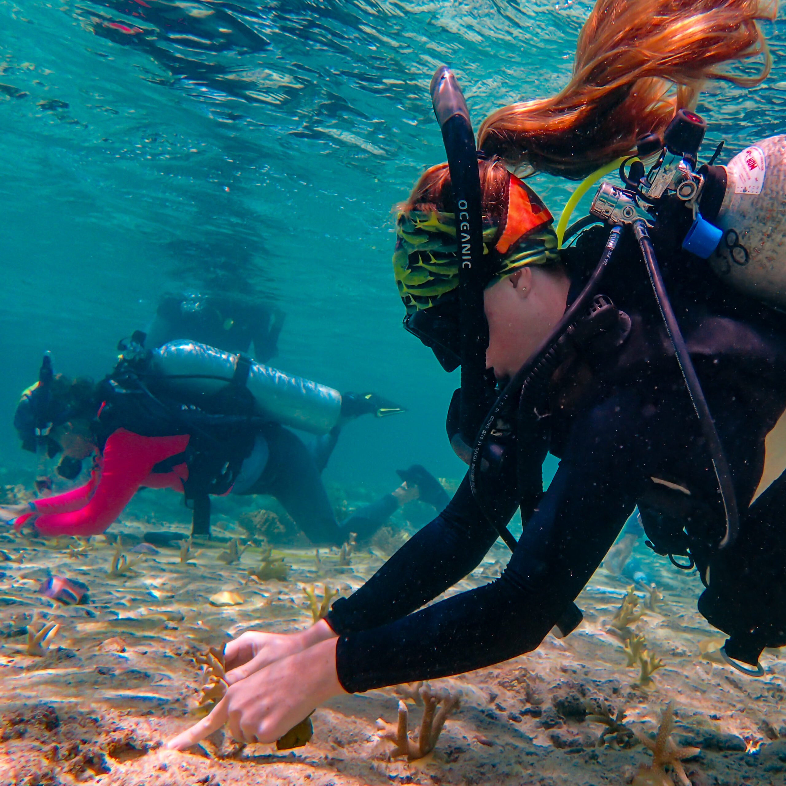 News Release Coral Garden Photo 2 scaled