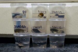 2021 diadromous 4 web