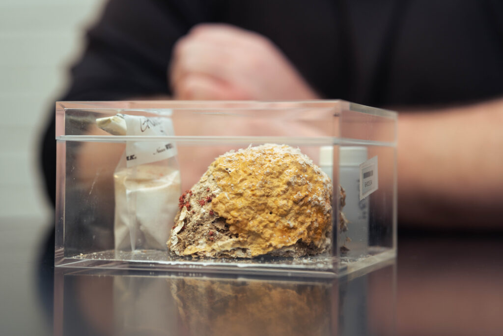 New Algae Species Photo 4