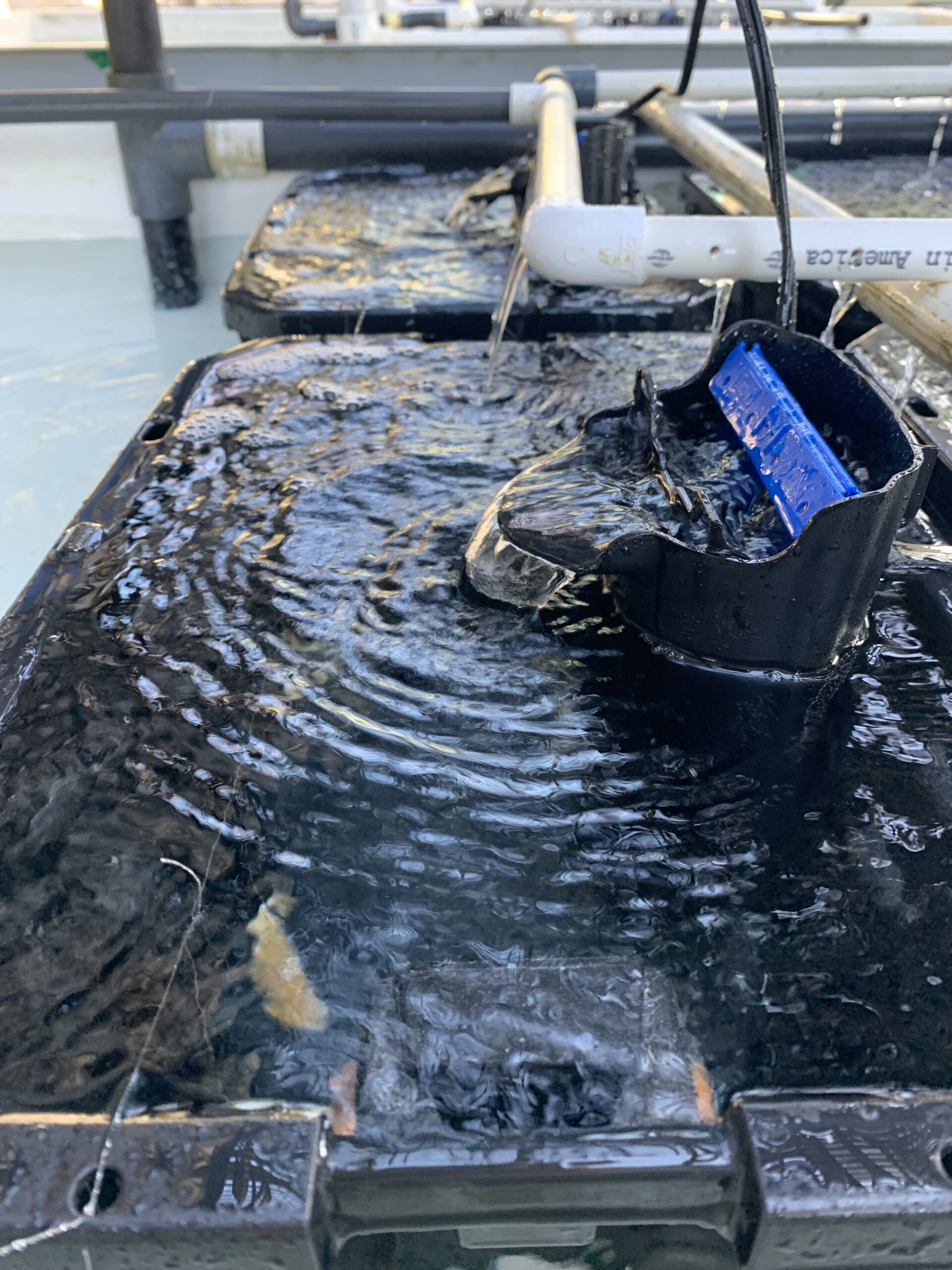 The coral samples were exposed to varying levels of ammonium and will monitor how the corals respond over time. Ammonium is a chemical form of nitrogen that can be present in marine ecosystems.