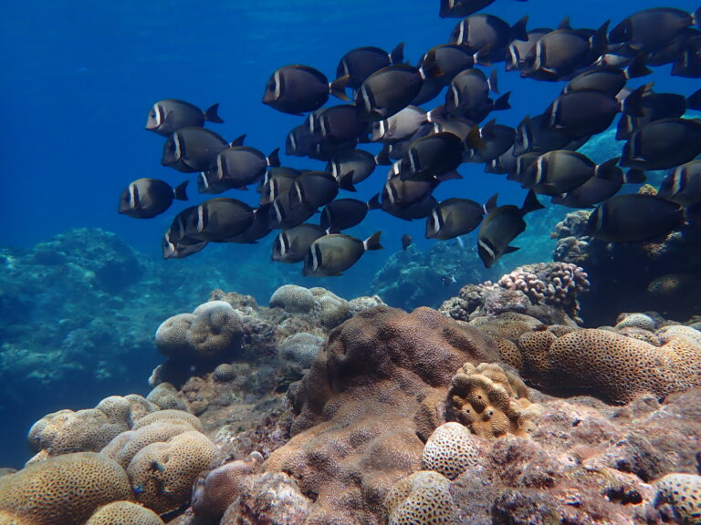 A school of fish swims over the coral reefs of Pagan. A University of Guam Marine Lab research team is analyzing the genetics of eight coral species from the Northern Mariana Islands of Sarigan, Pagan, and Maug that were selected for their reef-building ability and their ecological importance to other species.