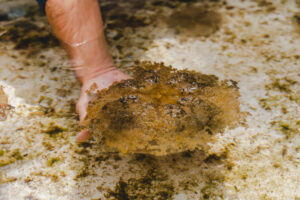 Jellyfish Photo 2