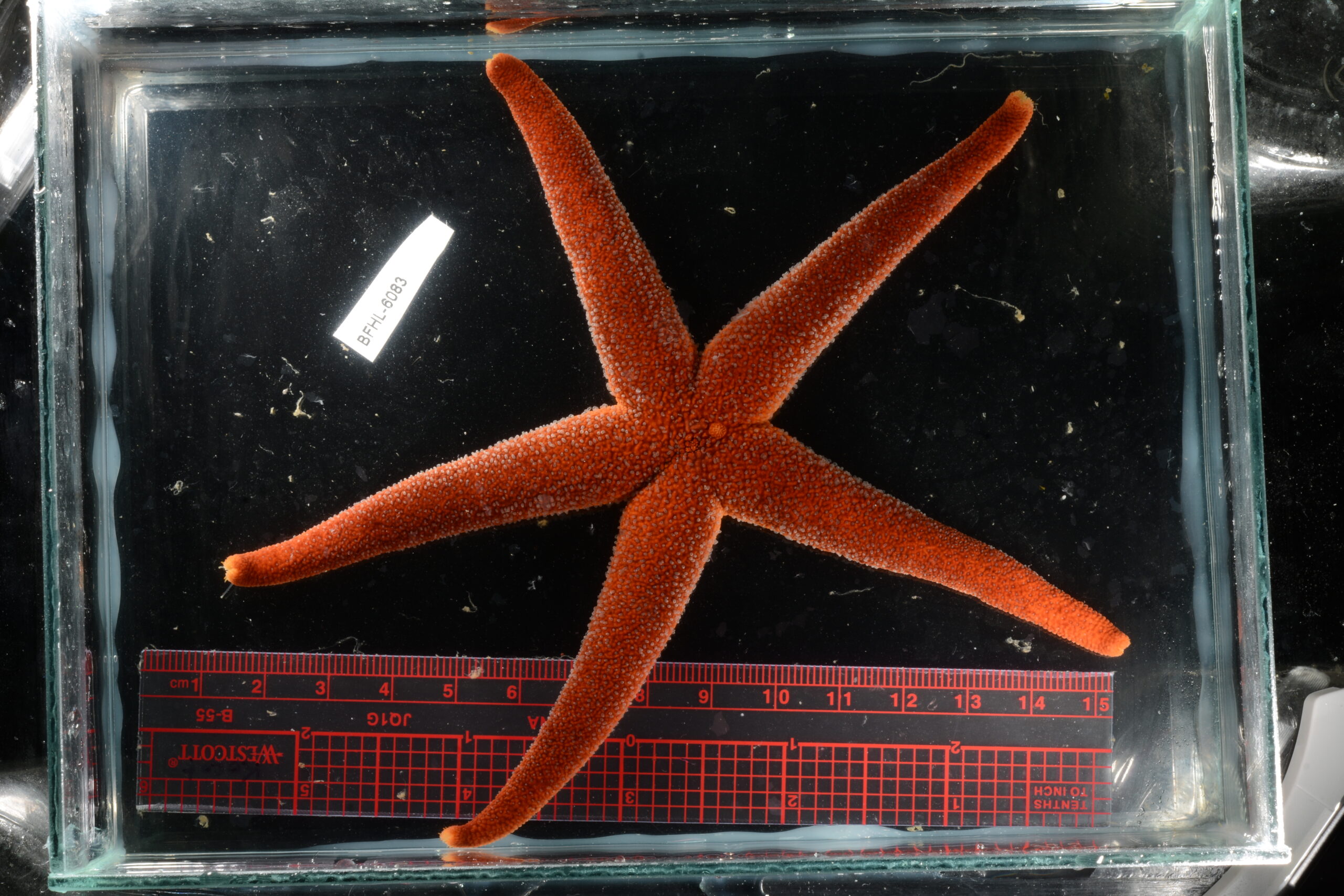 Miller worked on a research project that involved describing species of blood stars (Henricia), a sea star found along the Pacific Coast which is typically red-orange in color but can vary from tan to almost purple.