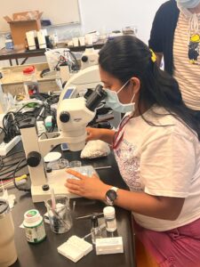 Meiofauna Workshop Photo 3