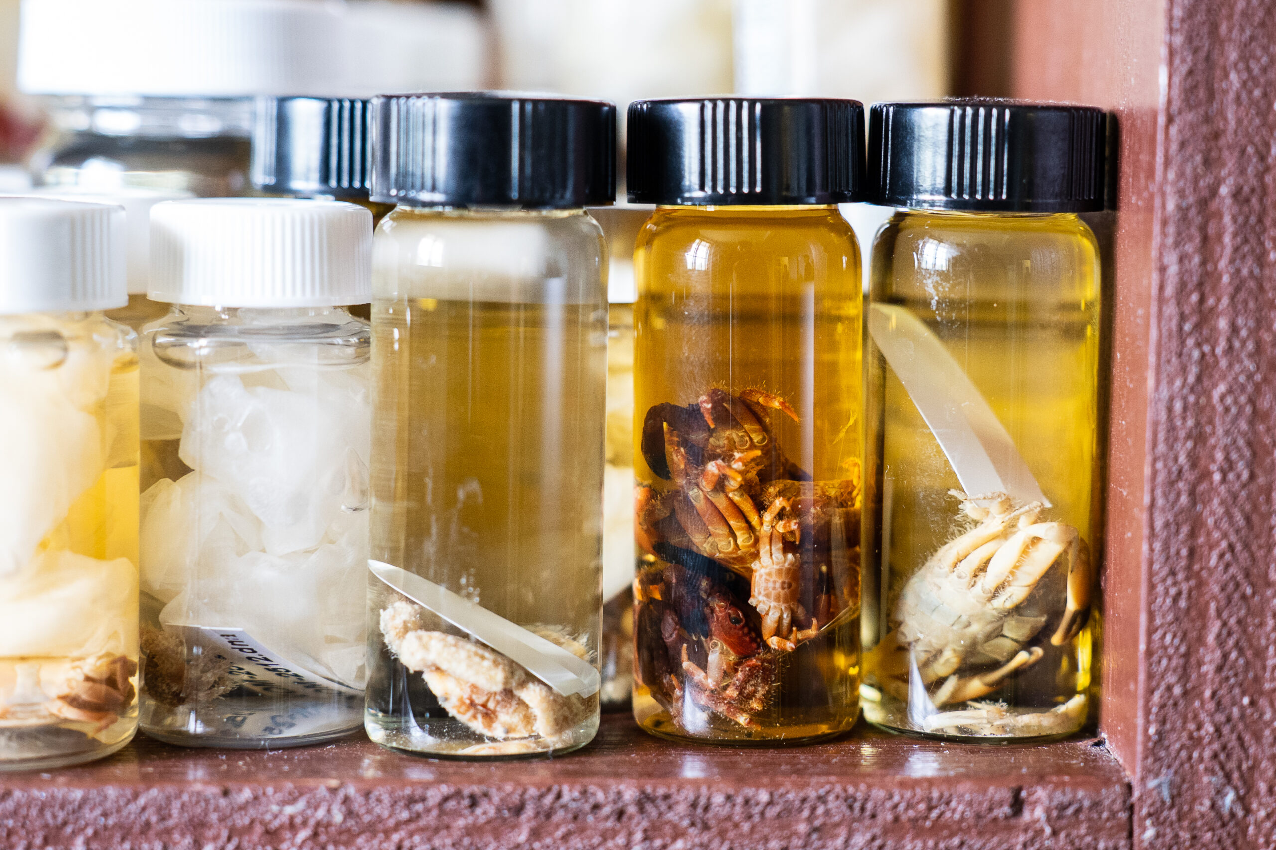 The specimens gathered from these expeditions will be placed in the Guam Ecosystems Collaboratorium for Corals and Oceans (GECCO) Biorepository, a physical and cyber warehouse of records and images operated by the Guam NSF EPSCoR program. Pictured here are specimens gathered from the Red Sea.