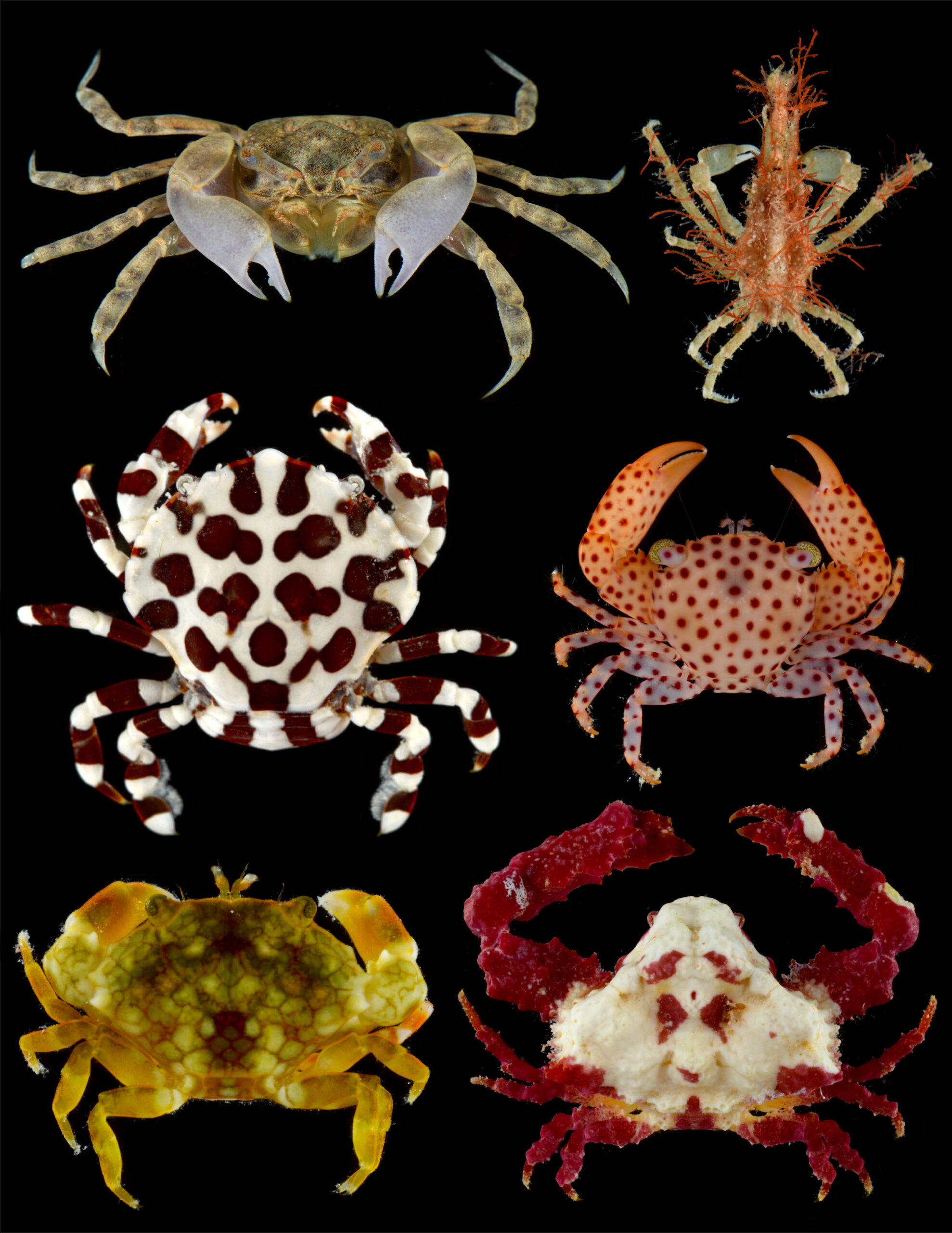 Crab Expedition Photo 3 scaled