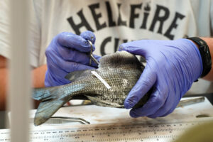 Jungle Histology Photo 1