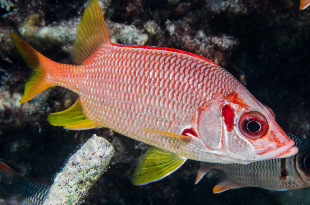 Sargocentron spiniferum or Sabre Squirrelfish, the largest member of the family Holocentridae (Squirrelfishes and Soldierfishes), are able to communicate with sound as detailed in a scientific paper recently published and co-authored by Guam NSF EPSCoR’s Terry Donaldson, Ph.D., at the University of Guam. Photo credit: Dave Burdick/Guam Reef Life
