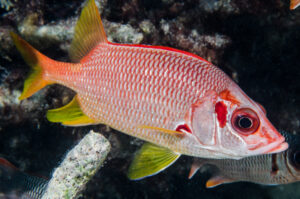 Sargocentron spiniferum or Sabre Squirrelfish, the largest member of the family Holocentridae (Squirrelfishes and Soldierfishes), are able to communicate with sound as detailed in a scientific paper recently published and co-authored by Guam NSF EPSCoR’s Terry Donaldson, Ph.D., at the University of Guam. Photo credit: Dave Burdick/Guam Reef Life