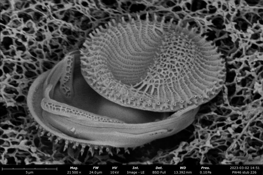 PW46 stub 226 10 11 stack Disymmetria reticulata tilt60