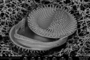 PW46 stub 226 10 11 stack Disymmetria reticulata tilt60