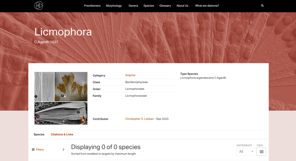 Lobban, C. (2023). Licmophora. In Diatoms of North America.