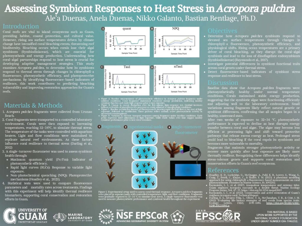 Thumbnail preview of the research poster: Assessing Symbiont Responses to Heat Stress in Acropora pulchra