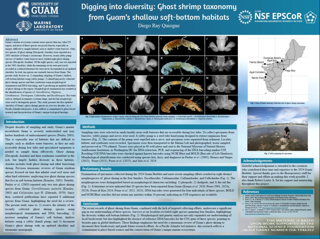 Thumbnail preview of the research poster: Digging into diversity: Ghost shrimp taxonomy from Guam’s shallow soft-bottom habitats