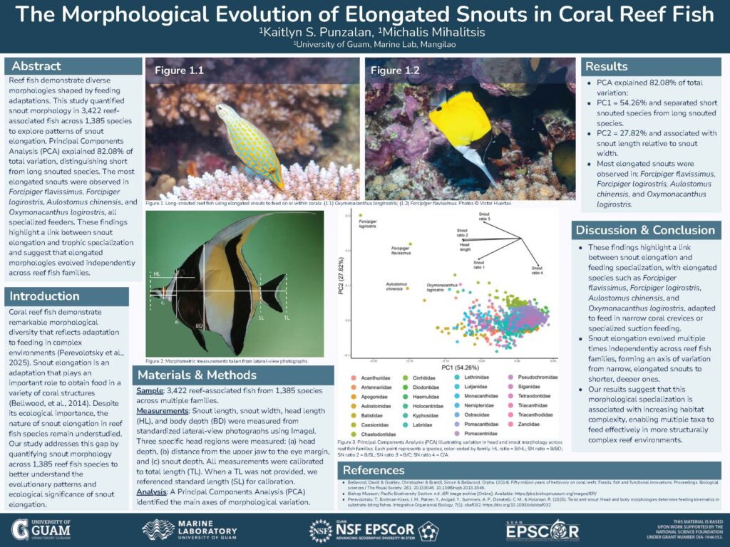 Thumbnail preview of the research poster: The Morphological Evolution of Elongated Snouts in Coral Reef Fish